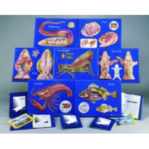 Zoology Models, set of 7